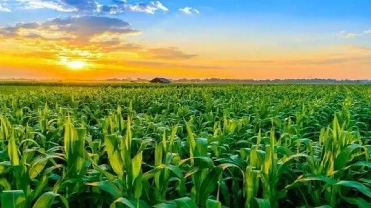 كيف تؤثر الموجة الحارة على المحاصيل الزراعية؟ مدير مركز المناخ يوضح.